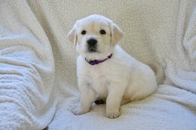 白色金毛犬狗狗图片